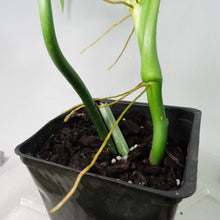 Load image into Gallery viewer, Philodendron Barrosoanum Narrow Form 4" pot, Fedex 2 day*