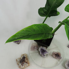 Load image into Gallery viewer, Philodendron Barrosoanum Narrow Form 4" pot, Fedex 2day*