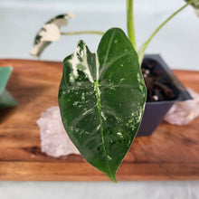 Load image into Gallery viewer, Alocasia Frydek, Exact Plant Variegated