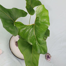 Load image into Gallery viewer, Anthurium Brownii Large Shipped Nationwide