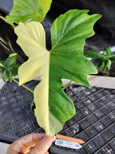 Load image into Gallery viewer, Philodendron Golden Dragon, Exact Plant Variegated Ships Nationwide