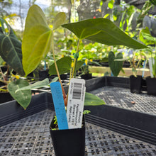 Load image into Gallery viewer, Anthurium Papillilaminum Fort Sherman X ( FS X Ralph Lynam), Ships Nationwide