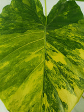 Load image into Gallery viewer, Alocasia Gageana Aurea, Exact Plant Variegated