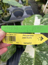 Load image into Gallery viewer, Philodendron Jose Buono Variegated exact plant, Fedex 2day*