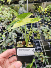 Load image into Gallery viewer, Alocasia Longiloba Aurea variegated 2.5" pot, Fedex 2day*