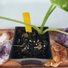 Load image into Gallery viewer, Alocasia Frydek Variegated 4" pot, Fedex 2day*