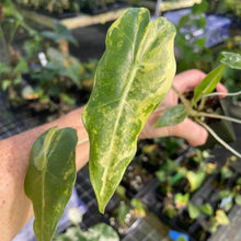 Load image into Gallery viewer, Alocasia Zebrina Aurea variegated 2.5" pot, Fedex 2day*