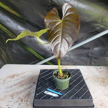 Load image into Gallery viewer, Anthurium Moodeanum, Exact Plant Ships Nationwide