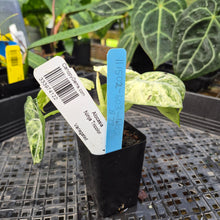 Load image into Gallery viewer, Alocasia Ninja Tricolor, Exact Plant Variegated Ships Nationwide