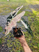 Load image into Gallery viewer, Alocasia Amazonica Large Form Pink Variegated, exact plant, not Polly, Fedex2day