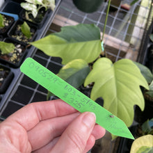 Load image into Gallery viewer, Philodendron Mayoi Aurea Variegated exact plant, Fedex 2day*