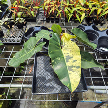 Load image into Gallery viewer, Philodendron Ilsemanii, Exact Plant Variegated Ships Nationwide