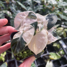 Load image into Gallery viewer, Alocasia Heart Balloon pink variegated 2.5" pot, Fedex 2day*