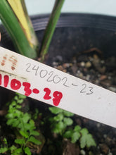 Load image into Gallery viewer, Thai Constellation, Exact Plant, variegated Monstera