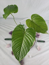 Load image into Gallery viewer, Propinquum, exact plant, Anthurium, ships nationwide