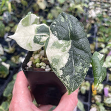 Load image into Gallery viewer, Alocasia Melo Albo variegated 2.5" pot, Fedex 2day*