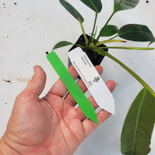 Load image into Gallery viewer, Philodendron Patriciae, Exact Plant Ships Nationwide