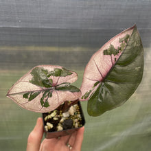 Load image into Gallery viewer, Alocasia Yucatan Princess Pink variegated exact plant, Fedex 2day*