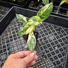 Load image into Gallery viewer, Rhaphidophora Puberula, Exact Plant Variegated Ships Nationwide