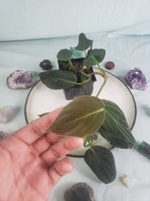 Load image into Gallery viewer, Gigas, exact plant, Philodendron, ships nationwide