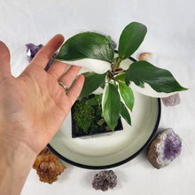 Load image into Gallery viewer, Philodendron White Knight Variegated 4" pot, Fedex 2 day*