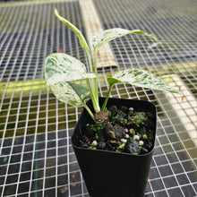 Load image into Gallery viewer, Epipremnum Pinnatum Marble, Exact Plant Variegated Ships Nationwide