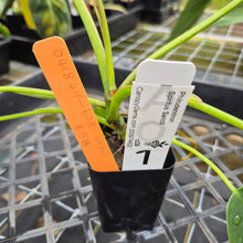 Load image into Gallery viewer, Philodendron Spiritus Sancti, Exact Plant Ships Nationwide