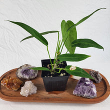 Load image into Gallery viewer, Anthurium Warocqueanum, Queen 4" pot, Fedex 2 day*