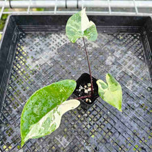 Load image into Gallery viewer, Alocasia Macrorhizza Black Stem, Exact Plant Variegated