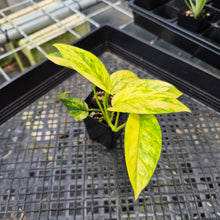 Load image into Gallery viewer, Epipremnum Pinnatum Sunburst Variegated 2.5" pot, Fedex 2day*