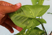 Load image into Gallery viewer, Variegated Syngonium Panda Exact Plant