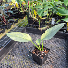 Load image into Gallery viewer, Philodendron Hastatum Silver Sword, Exact Plant Variegated Ships Nationwide