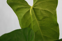 Load image into Gallery viewer, Anthurium Balaoanum 'Dussii' Exact Plant Ships nationwide