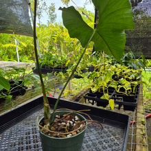 Load image into Gallery viewer, Anthurium Balaoanum "Dussii", Exact Plant Ships Nationwide