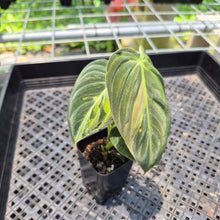 Load image into Gallery viewer, Philodendron Melanochrysum Variegated exact plant, Fedex 2day*