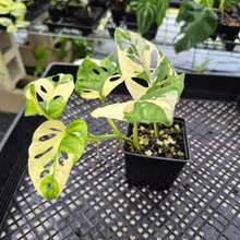 Load image into Gallery viewer, Monstera Adansonii Laniata Albo Variegated exact plant, Fedex 2day*