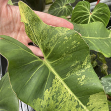 Load image into Gallery viewer, Philodendron Ilsemanii Variegated exact plant, Fedex 2day*
