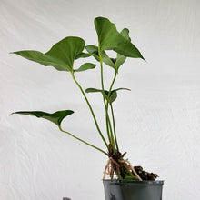 Load image into Gallery viewer, Anthurium Brownii 4" pot, Fedex 2 day*