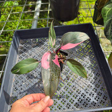Load image into Gallery viewer, Philodendron Pink Princess, Exact Plant Variegated Ships Nationwide