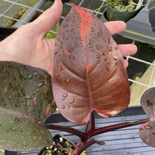 Load image into Gallery viewer, Philodendron Orange Princess Variegated exact plant, Fedex 2day*