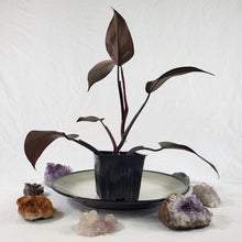 Load image into Gallery viewer, Philodendron Pink Princess, Exact Plant Variegated Ships Nationwide