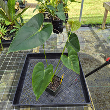 Load image into Gallery viewer, Anthurium Veronica, Green Speckled, Exact Plant