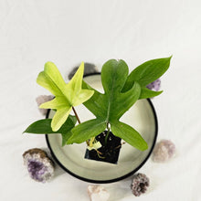 Load image into Gallery viewer, Philodendron Florida Ghost, Exact Plant Ships Nationwide