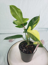 Load image into Gallery viewer, Florida Beauty, exact plant, variegated Philodendron, ships nationwide