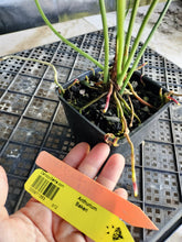Load image into Gallery viewer, Anthurium Bakeri, Exact Plant Ships Nationwide
