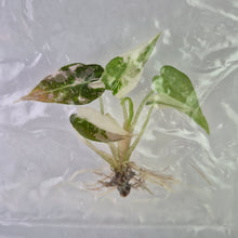 Load image into Gallery viewer, Alocasia Bambino Pink variegated tissue culture 2DayAir