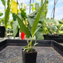 Load image into Gallery viewer, Anthurium Scherzerianum "Pig Tail" 2.5" pot, Fedex 2day*