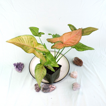 Load image into Gallery viewer, Syngonium Regina Red 4" pot, Fedex 2 day*