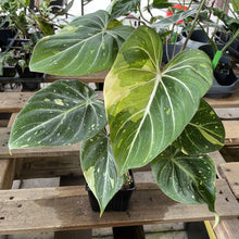 Load image into Gallery viewer, Philodendron Gloriosum variegated type 2, exact plant, Fedex 2day*