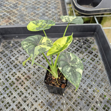 Load image into Gallery viewer, Alocasia Baginda Dragon Scale Albo Aurea Bicolor variegated exact plant, Fedex 2day*